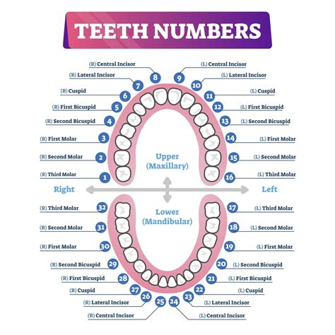 Tooth Number Chart to Identify Primary Teeth - Eruption Charts