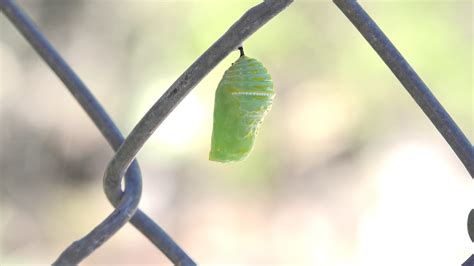 Queen Butterfly Chrysalis Timelapse - YouTube