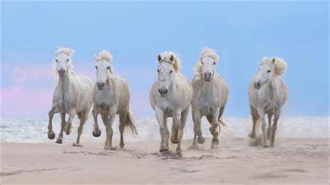 White, Horses, Running, Beach, Sand, Ocean, Blur, Blue, Sky, Background ...