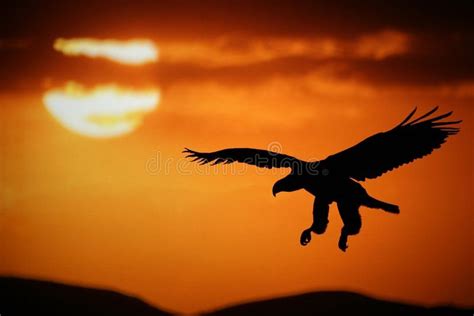 Sunset eagle. Flying eagle at sunet in Africa , #affiliate, #eagle, # ...