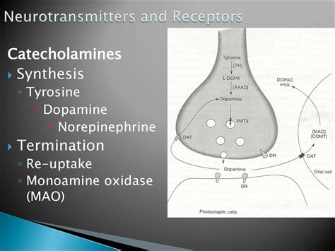 postsynaptic receptors - ppt download