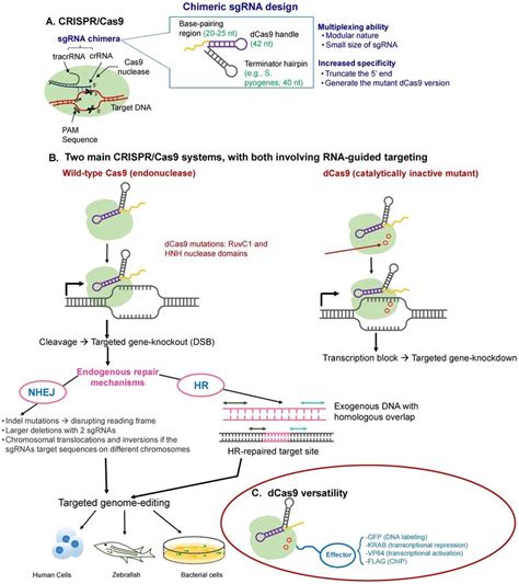 Overview of the CRISPR-Cas9 mechanism of action. (A) CRISPR-Cas ...