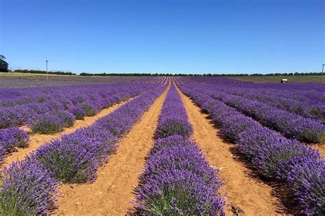 Norfolk Lavender - Wells Guide