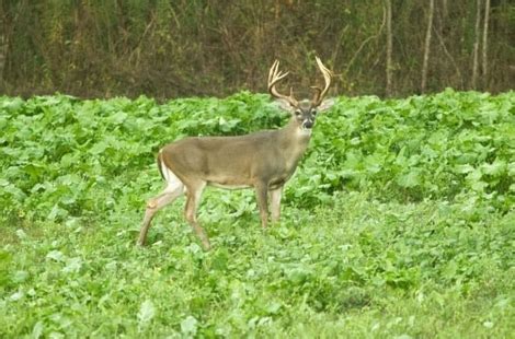 Get A Start On Your Best Food Plots For Whitetail Deer