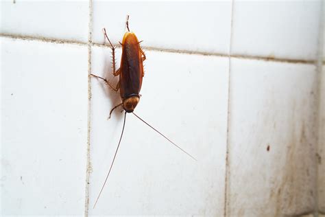 3 Types of Common Bugs in Your Bathroom and Kitchen: Florida Edition ...