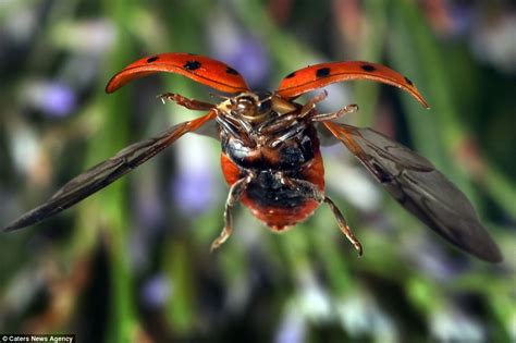 A bug's life: Photographer uses laser beams and a macro lens to capture ...