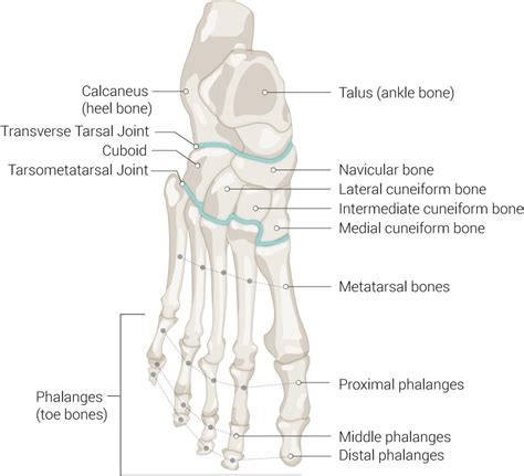 [Figure, Foot Bones. Anatomy of the...] - StatPearls - NCBI Bookshelf