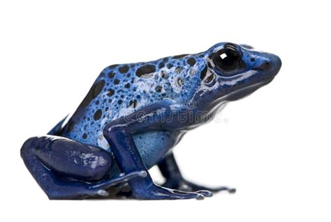 Blue Poison Dart Frog Against White Background Stock Image - Image ...