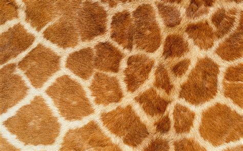 Giraffe Pattern wallpaper | 1920x1200 | #58517