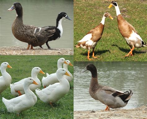 Duck Breeds: List Of Different Popular Breeds