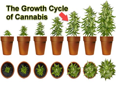 Stages Of Cannabis Plant