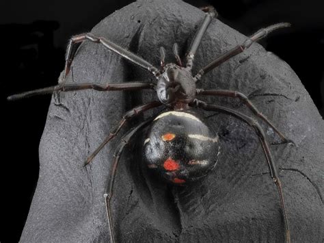 Eight Fun Facts About Black Widows | Smithsonian