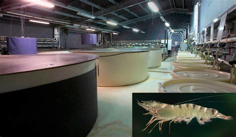 Shrimp breeding in Australia - Responsible Seafood Advocate