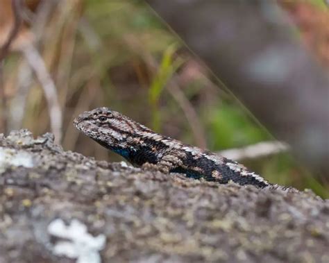 Eastern Fence Lizard - Facts, Diet, Habitat & Pictures on Animalia.bio