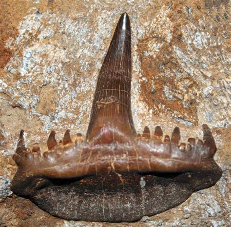 Louisville Fossils and Beyond: Saivodus striatus Shark Tooth