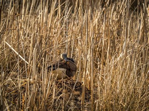 Canada Goose Building Nest stock photo. Image of wildlife - 88791466