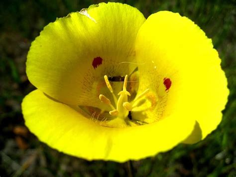 Calochortus luteus (Suncups), Annual Grassland, Tehama County CA, April ...