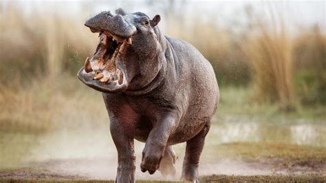 Here's Why Hippos Are More Dangerous Than You Thought