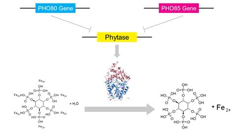 Team:Paris Bettencourt/Project/Phytase - 2015.igem.org