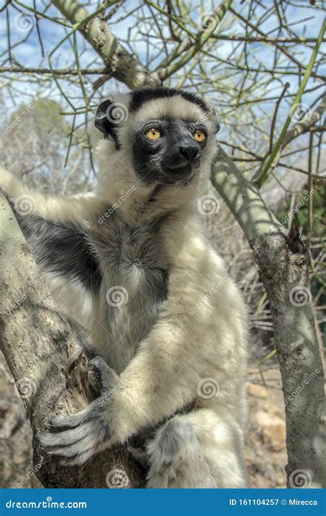 Sifaka Lemur, Silky Sifaka Propithecus Candidus, Madagascar Stock Image ...