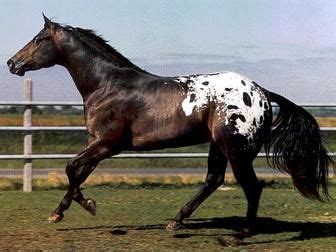 Appaloosa Horses - saddleupcolorado