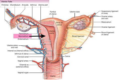 Leiomyosarcoma - Causes, Symptoms, Survival Rate, Treatment