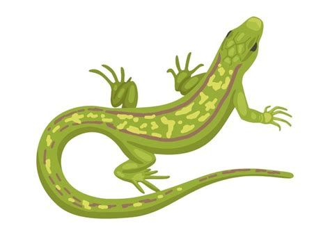 79,356 Cartoon Lizard Royalty-Free Photos and Stock Images | Shutterstock