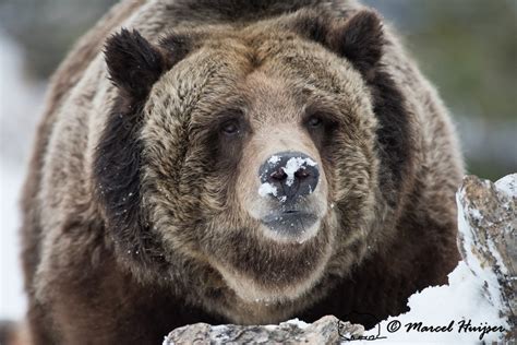 Marcel Huijser Photography | Rocky Mountain wildlife: Large grizzly ...