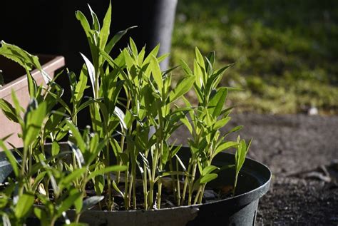 Growing Swan Plants - Palmers Garden Centre