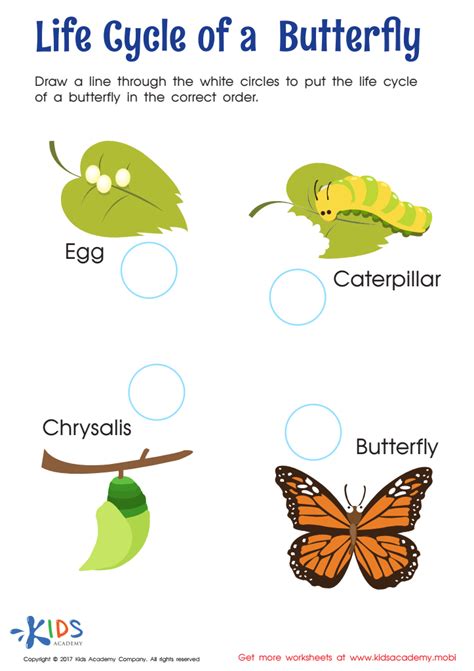 Life Cycle Of A Butterfly Worksheet 2nd Grade