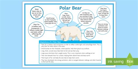 Adaptations of a Polar Bear Display Poster - Twinkl