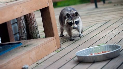 The Do’s and Don’ts of Feeding Wild Animals