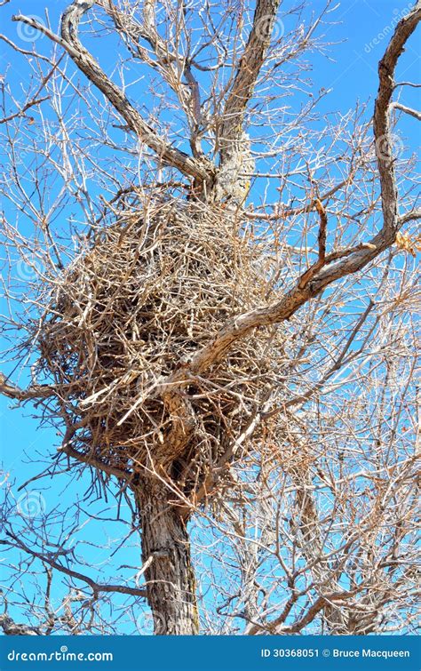 Elster-Nest stockbild. Bild von wildnis, zweige, frühling - 30368051