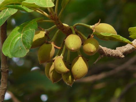 Mahua (Madhuca longifolia) | Feedipedia