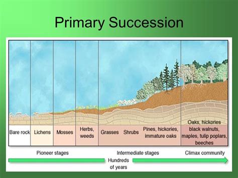 Which of the Following Is an Example of Primary Succession