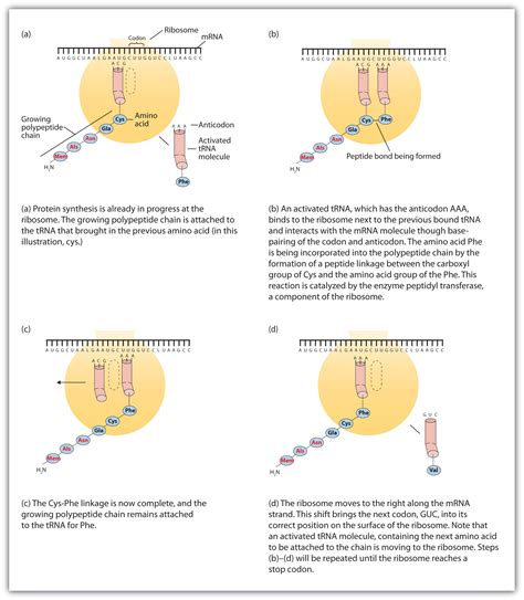 Protein Synthesis Diagram Labeled