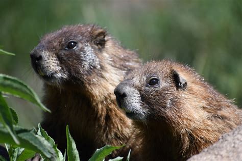 The secret to longevity? Ask a yellow-bellied marmot – UCLA College