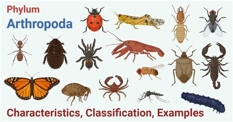 Phylum Arthropoda- Characteristics, classification, examples