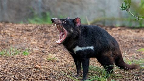 55 Feral Tasmanian Devil Facts That Will Shock You | Facts.net