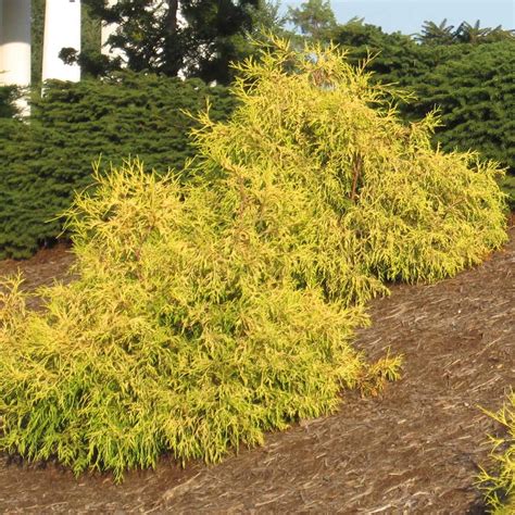 Gold Mop Cypresses for Sale | BrighterBlooms.com