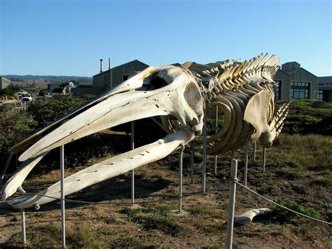 Blue Whale Skeleton | sgrace | Flickr