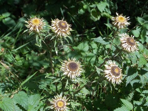 Carline Thistle Carlina vulgaris - BRITISH NATURE GUIDE