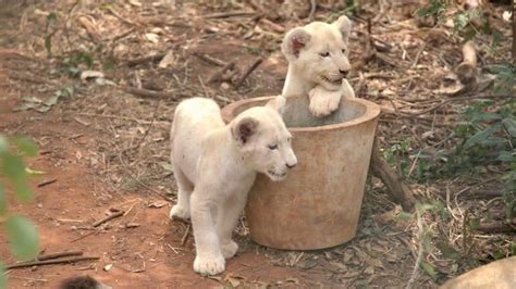 Ghana zoo: Lions maul man to death in Accra - BBC News