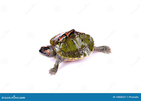 Walking Turtle Royalty Free Stock Photography - Image: 12808227