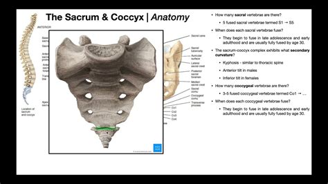 Sacrum And Coccyx