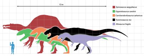 What Was The Largest Carnivorous Dinosaur? | Dinosaur Home