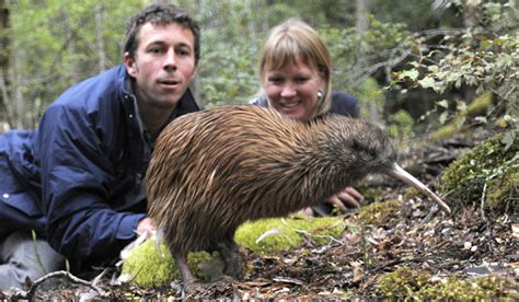 Tokoeka kiwis released | Stuff.co.nz