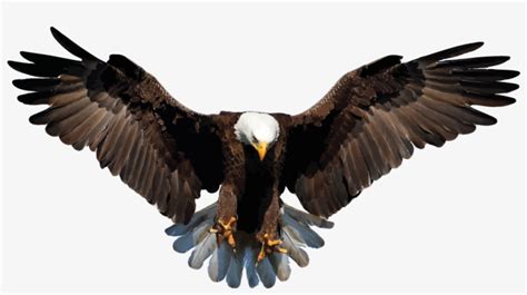 Bald Eagle Png Background Image - Bald Eagle Transparent Background ...