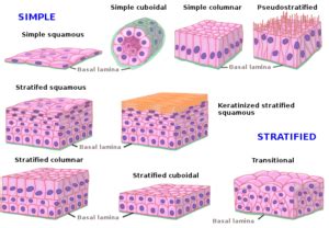 Tissues types, Epithelial tissue features, Covering & Glandular ...