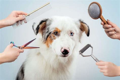 Australian Shepherd Grooming - The Ultimate Guide